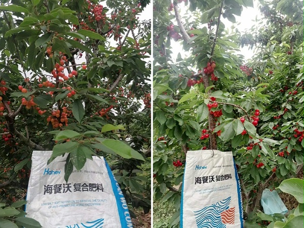 樱桃施肥-樱桃用海餐沃水溶肥效果