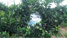 柑橘9月施肥要点，杜绝大小年