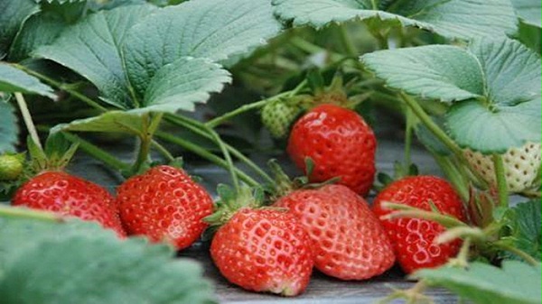 海餐沃 草莓如何施肥