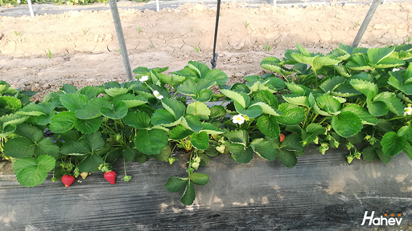 种草莓用什么肥料好