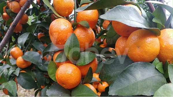 磷酸二氢钾-海餐沃砂糖橘