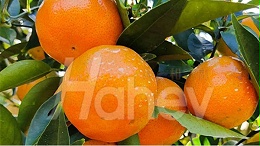 柑橘什么时候施肥，你真的了解吗？