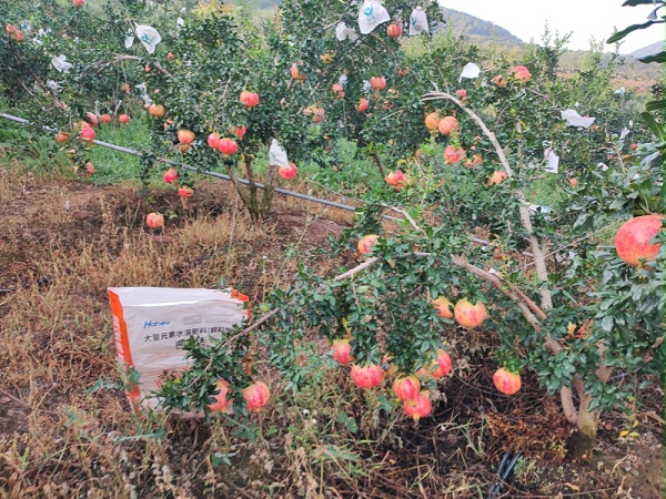 石榴树施什么肥料好-石榴用海餐沃水溶肥效果