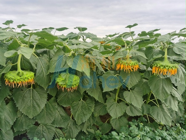 锌肥-葵花用海餐沃锌肥效果