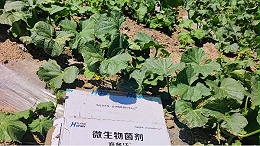 哈密瓜种植：苗期施肥管理