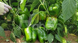种辣椒施什么肥料好？全程施肥指南