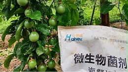 疏松土壤用什么肥料