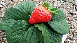 草莓施肥的误区，注意以下几点产量高