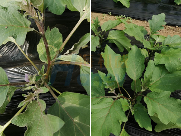 茄子施肥-茄子用海餐沃水溶肥效果