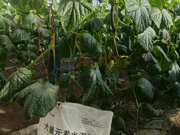 黄瓜施肥-黄瓜用海餐沃水溶肥效果
