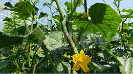 黄瓜用什么肥料可以抗早衰？