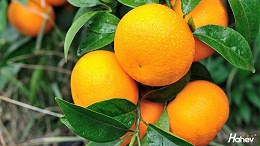 微生物菌剂怎么选？怎样使用能让柑橘品质更高？