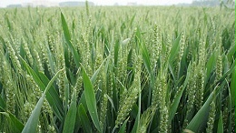 叶面肥喷施在小麦上，有什么效果？