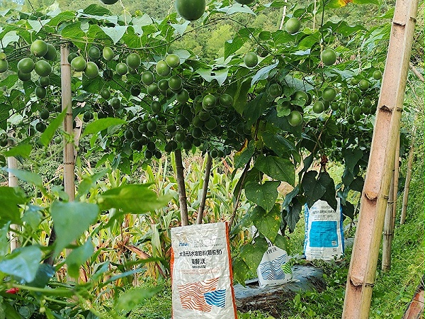 水溶肥-罗汉果用海餐沃水溶肥效果