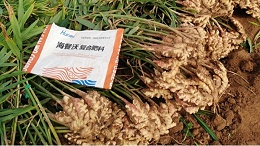 施什么肥让大姜粗壮？