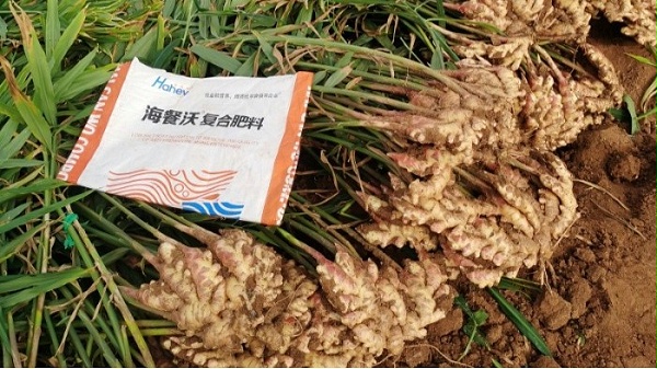 施什么肥让大姜粗壮-小黄姜用海餐沃水溶肥效果