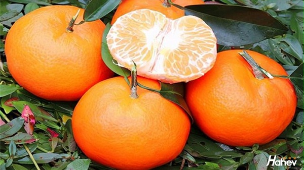 柑橘冻害后该怎么办？