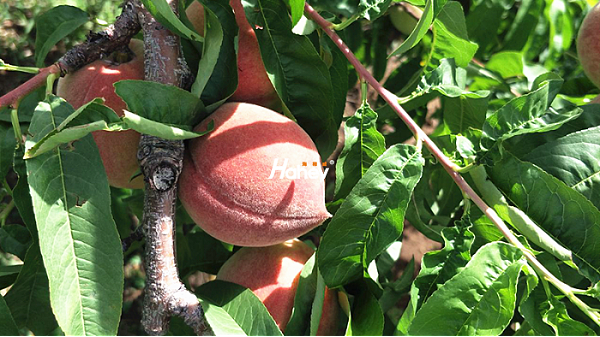 桃树膨果期施什么肥？-桃树-缩