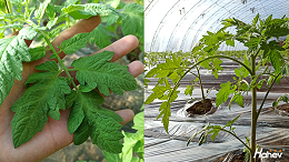 早春大棚西红柿种植与管理技术