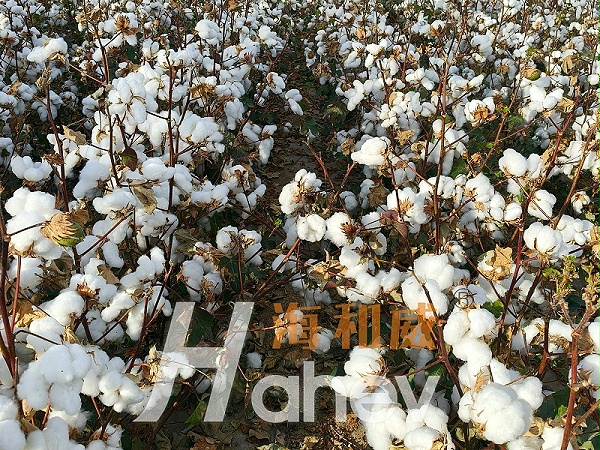 锌肥-棉花用海餐沃锌肥效果