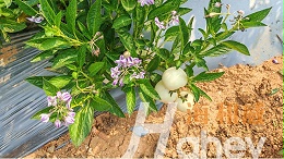 土壤改良做对，作物高产事半功倍