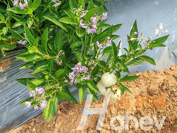 土壤改良-人参果用海餐沃消茬护根365效果