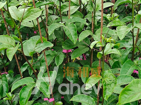 百香果施肥-海餐沃颗粒中微量元素效果 (2)