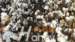 锌肥对棉花有多重要？