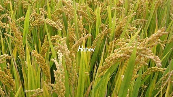 正规磷酸二氢钾厂家-水稻-缩
