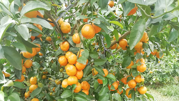 柑橘用什么肥好？