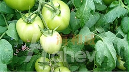 西红柿种植过程中出现畸形果，种植户要牢记这三点