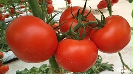 西红柿用什么肥料，提质增产
