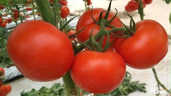 西红柿用什么肥料