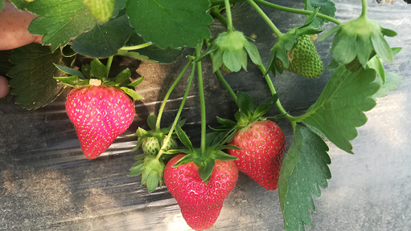 草莓底肥用什么好
