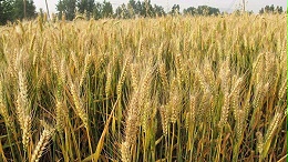 磷酸二氢钾在小麦上效果如何？听孟大哥怎么说