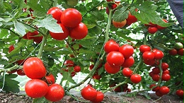 种西红柿需要什么肥料好？王大哥推荐海餐沃