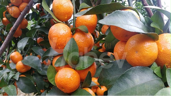怎样给果树施肥效果好-海餐沃砂糖橘