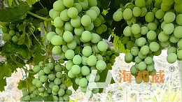 锌肥也不能盲目使用，你知道吗？