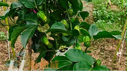 百香果肥料选购，这几点比价格更重要