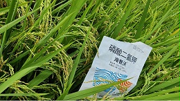 磷酸二氢钾控旺：多作物适用，一学就会