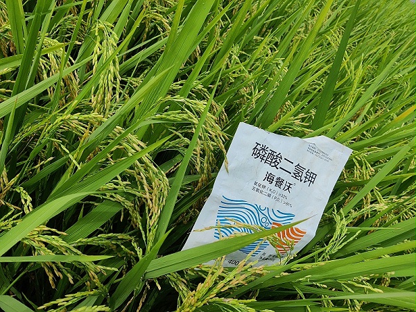 磷酸二氢钾-水稻用海餐沃效果