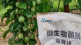 百香果施肥指南，少走弯路多结果