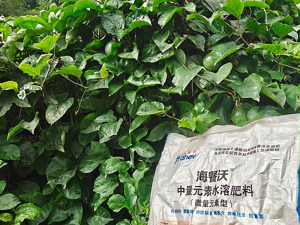 百香果施肥-用海餐沃中量元素水溶肥料效果