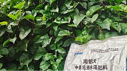 底肥为什么要用中量元素肥？