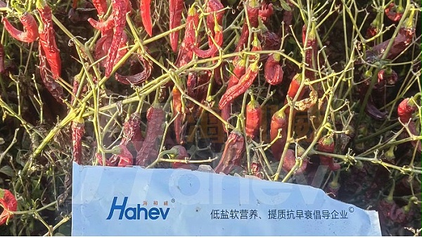 微生物菌剂-用海餐沃微生物菌剂的辣椒