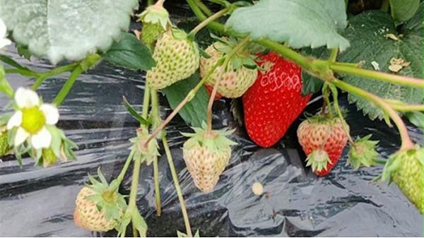水溶肥厂家-海餐沃草莓