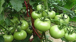 磷酸二氢钾在西红柿上的作用，你了解吗