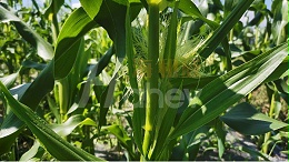 玉米施肥用什么肥料好