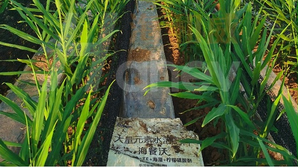 水溶肥-用海餐沃水溶肥的小黄姜