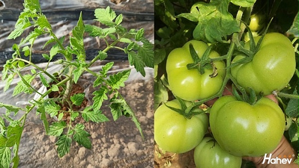 种番茄用什么肥料好